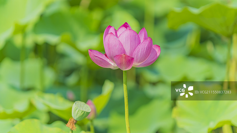山东省烟台市芝罘区夹河湿地公园荷花莲花植物自然风光图片素材
