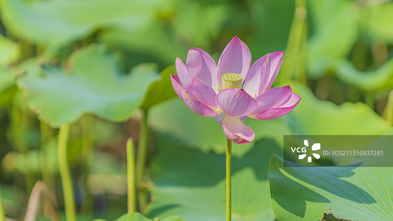 山东省烟台市芝罘区夹河湿地公园荷花莲花植物自然风光图片素材