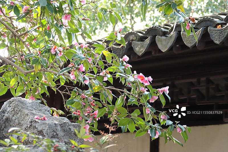 苏州沧浪亭美人茶花图片素材