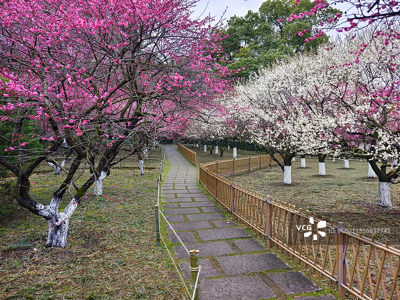 杭州西湖孤山梅花园图片素材