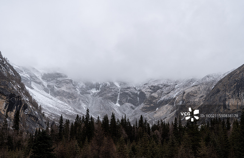 四姑娘山双桥沟红杉林。图片素材