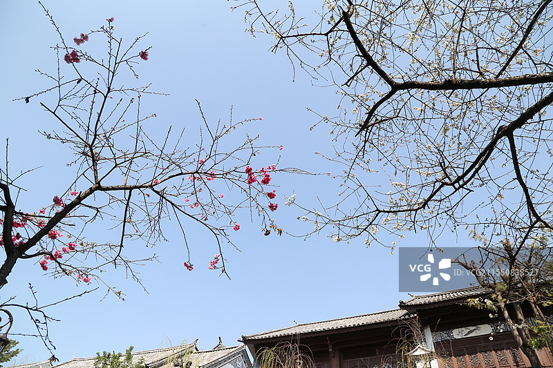 初春云南大理古城枝头上的樱花图片素材