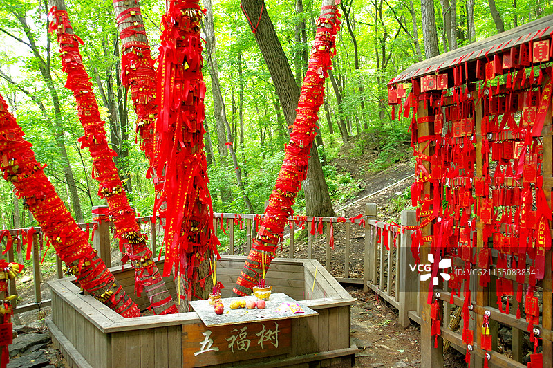 黑龙江帽儿山五福树图片素材