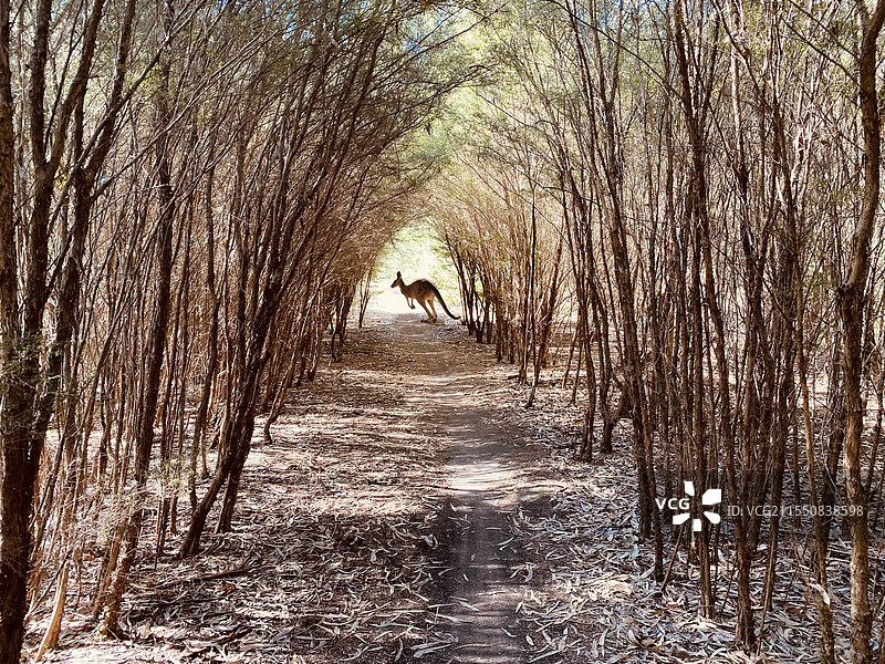 丛林孤影之野生袋鼠图片素材