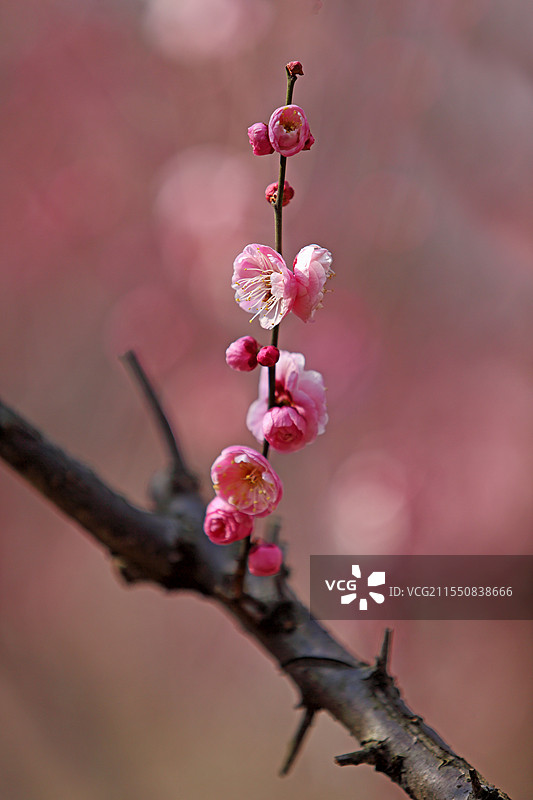 春天盛开的梅花图片素材