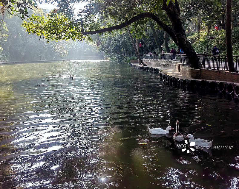 鸭的快乐——拍摄于广州越秀公园图片素材