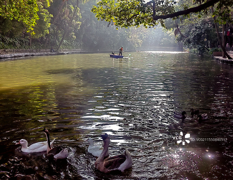 晨曲——拍摄于广州越秀公园图片素材