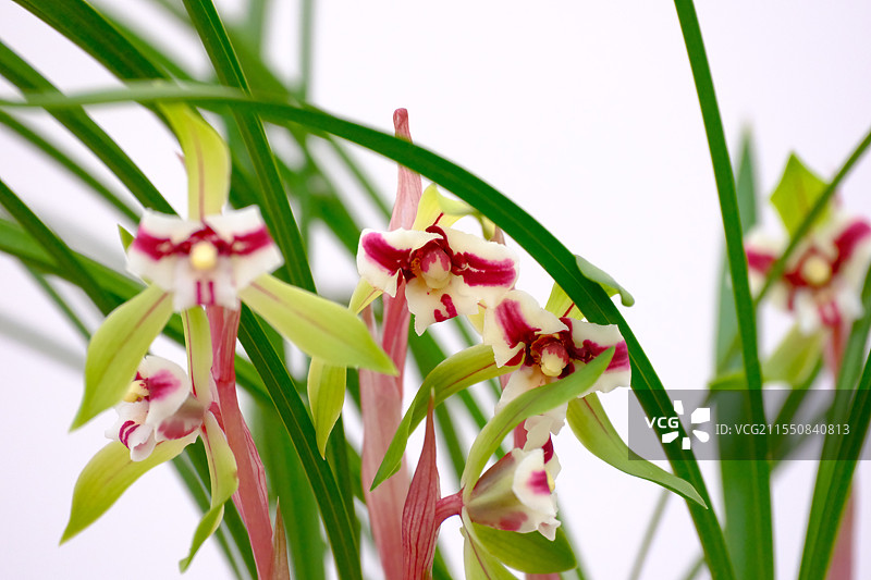 春兰蕙兰 兰花兰草特写图片素材