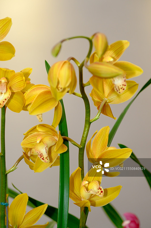 春兰蕙兰 兰花兰草特写图片素材