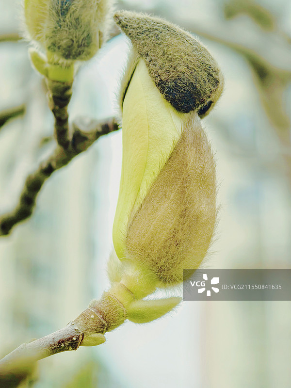 白玉兰花苞破壳而出图片素材
