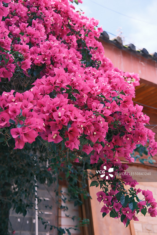 束河古镇-三角梅图片素材