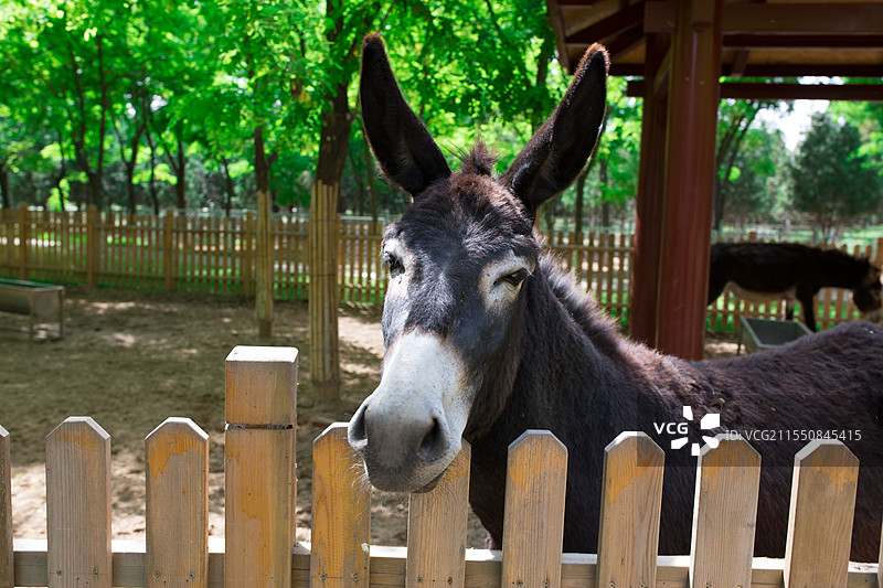 驴图片素材