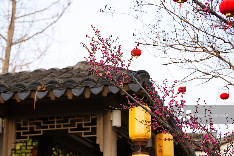 唐寅故居遗址梅花图片素材