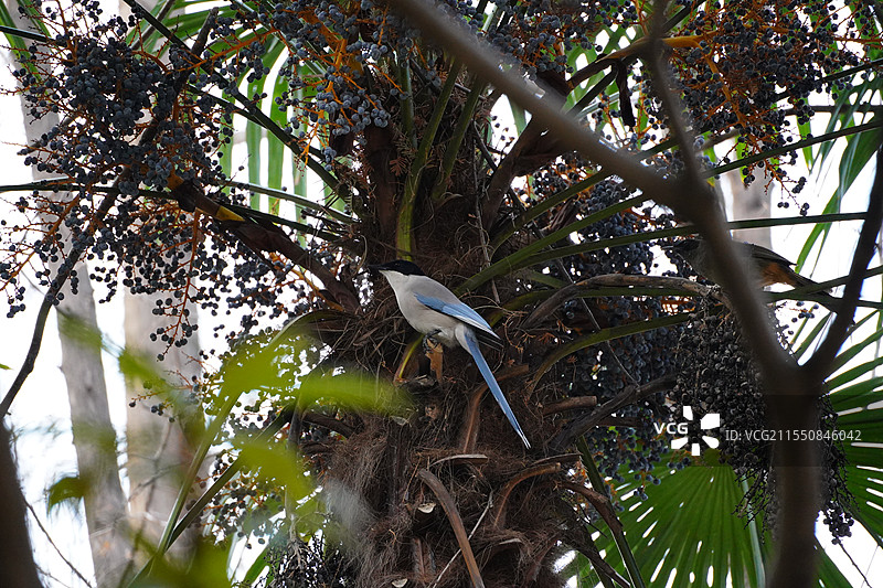 Cyanopica cyanus图片素材