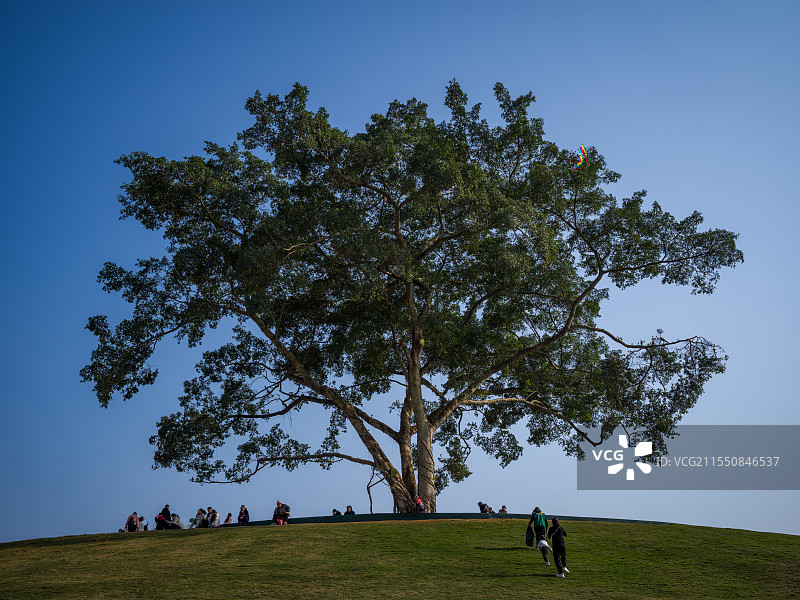 大树底下好乘凉图片素材