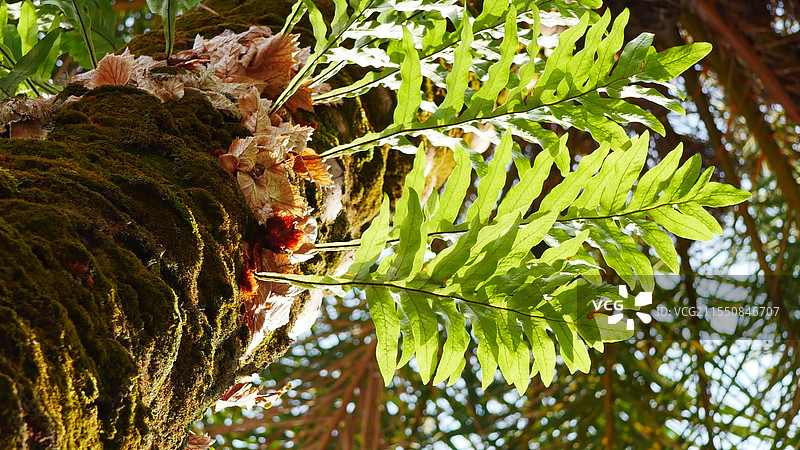 长在树上的蕨类植物——槲蕨（骨碎补）图片素材