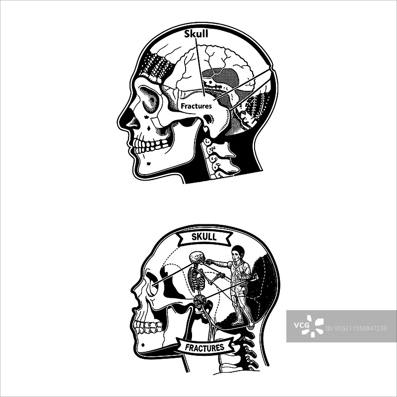 头骨图解图片素材