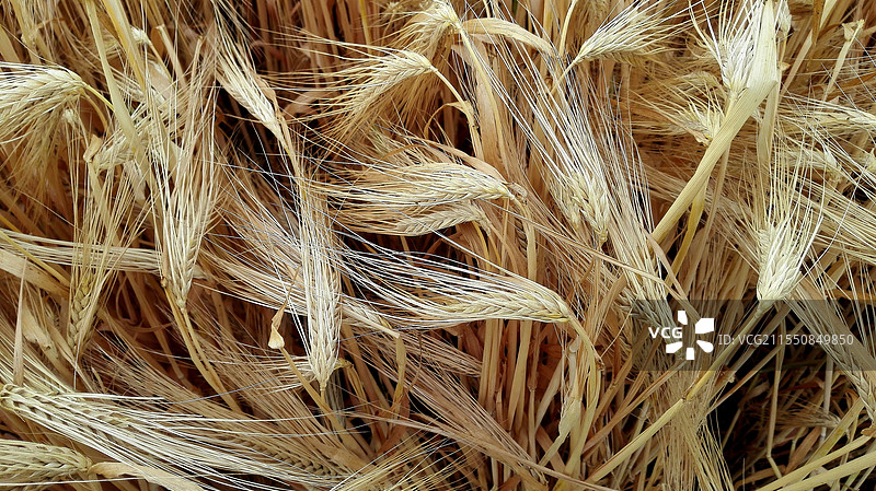 上海市，嘉定区，麦穗图片素材