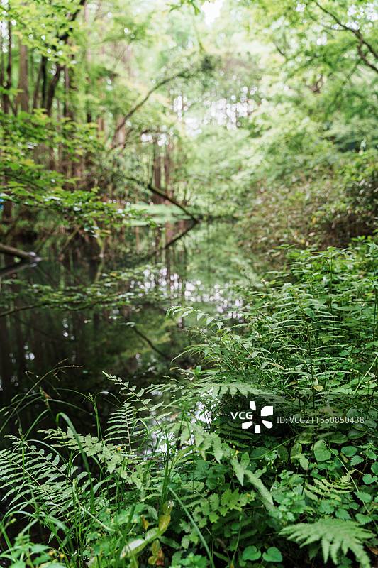 杭州西湖风景区虎跑公园春天水杉图片素材