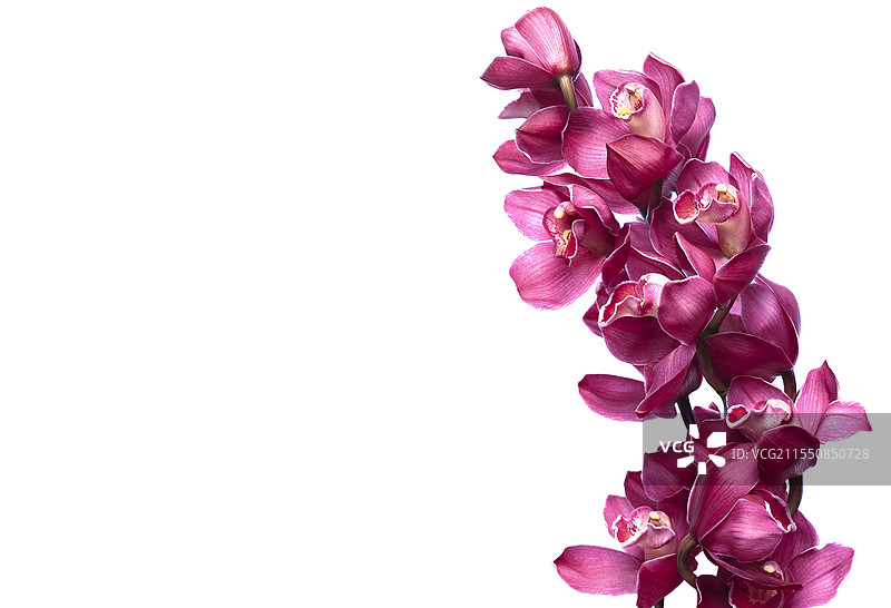 白底紫色红色兰花大花惠兰图片素材