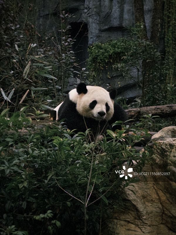 成都大熊猫图片素材