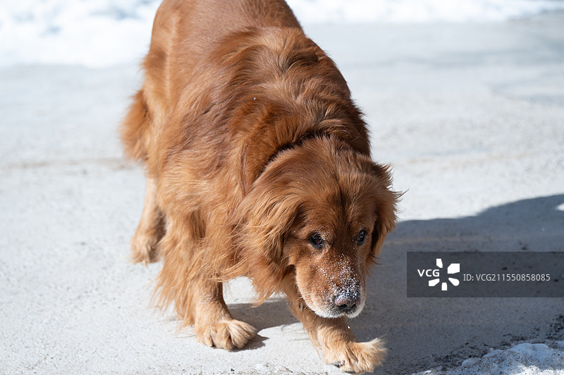 山中戏雪的金毛犬图片素材