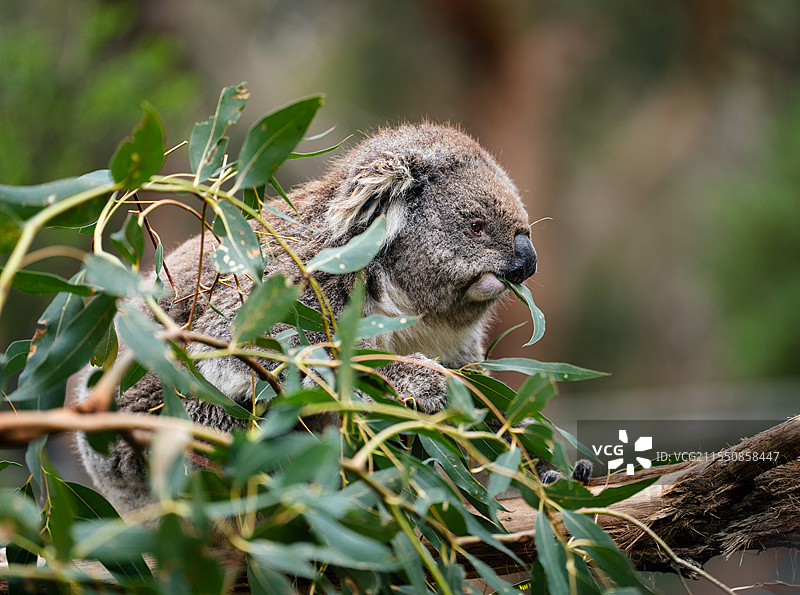 正在进食的考拉图片素材