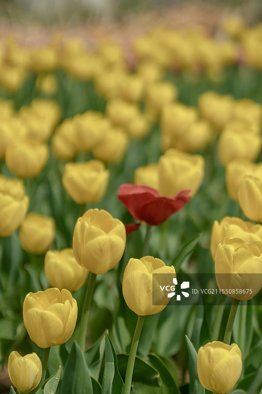 黄色郁金香图片素材