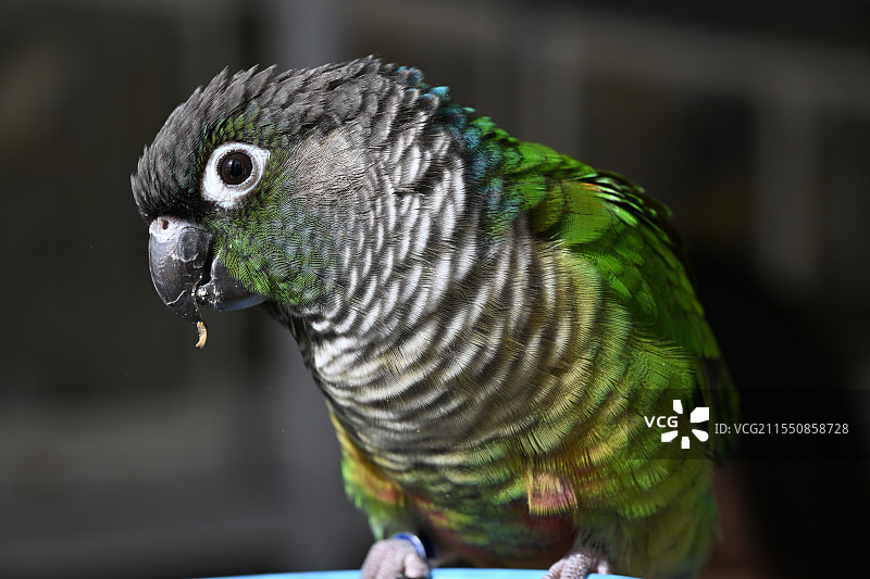 小太阳鹦鹉图片素材