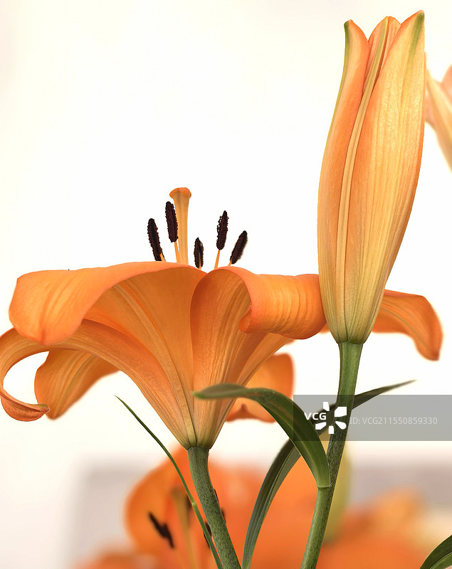 白色背景下的橙色百合花图片素材