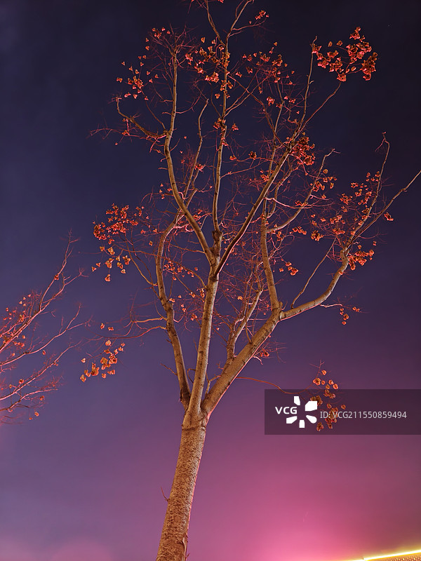 粉色的树图片素材