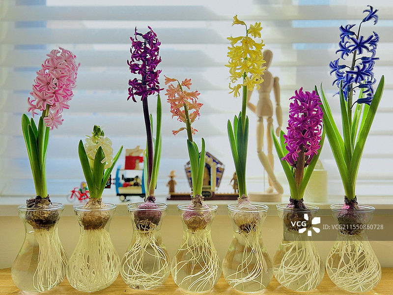 风信子图片素材