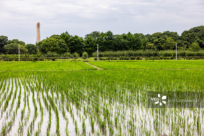 稻田风光 绿树塔影下的生机田野图片素材