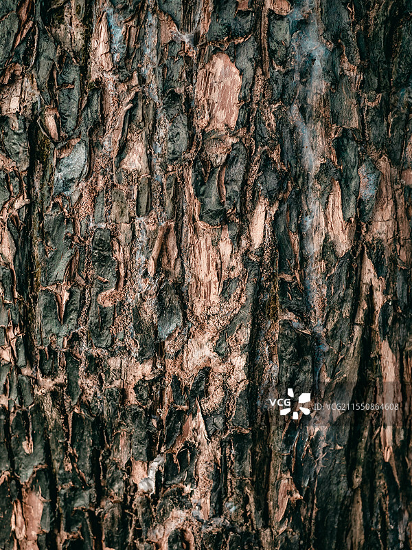 树干上苔藓的全帧拍摄图片素材