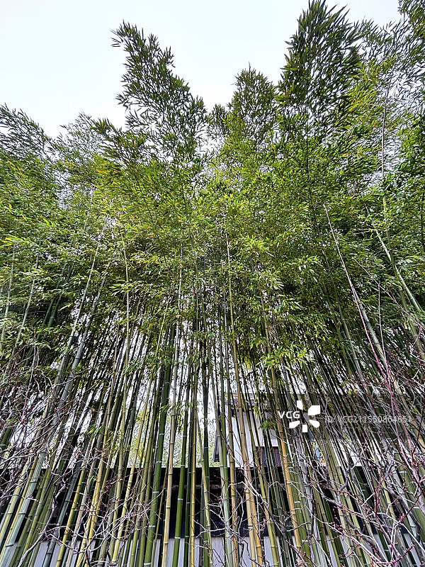 竹林深处有人家（古猗园）图片素材