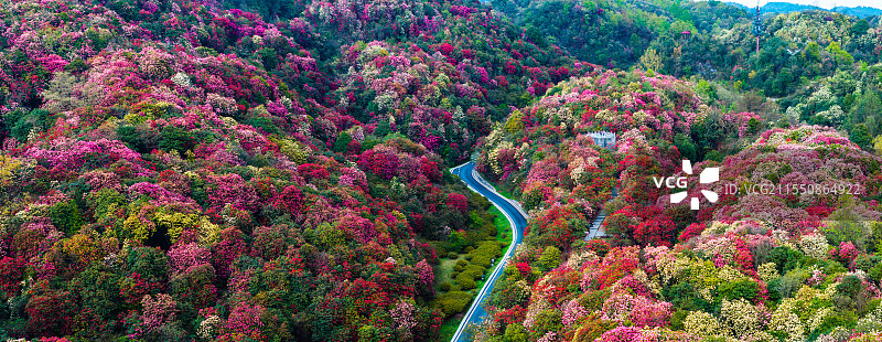 贵州毕节百里杜鹃花海图片素材