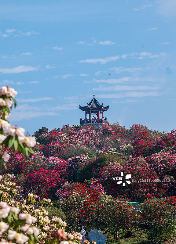 贵州毕节百里杜鹃花海图片素材