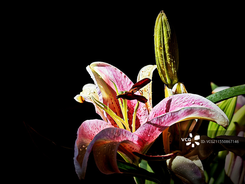 百合花图片素材