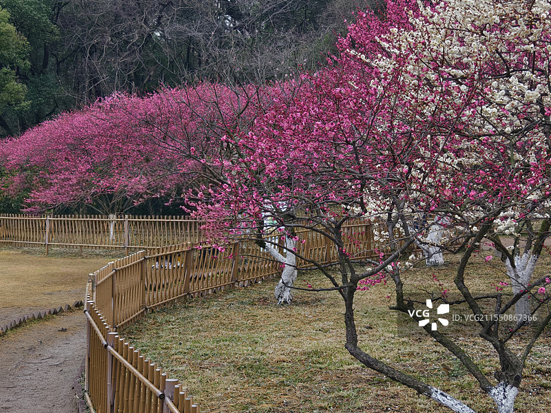 杭州西湖孤山春日梅林风光图片素材