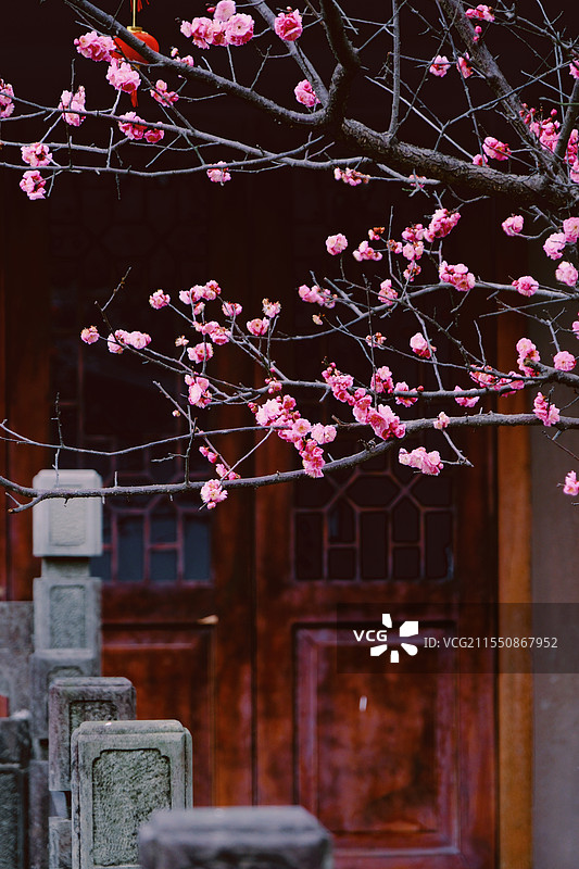 早春时节红梅花盛开中的张大千纪念园景观图片素材