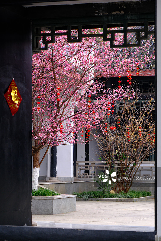 早春时节红梅花盛开中的张大千纪念园景观图片素材