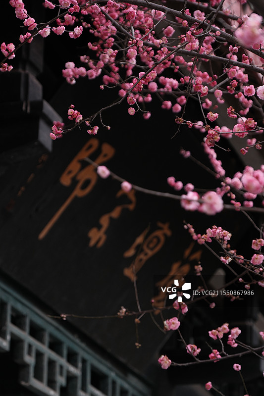 早春时节红梅花盛开中的张大千纪念园景观图片素材