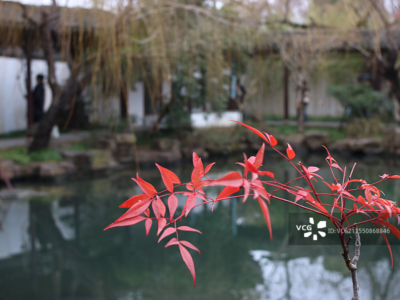 可园-枫叶图片素材