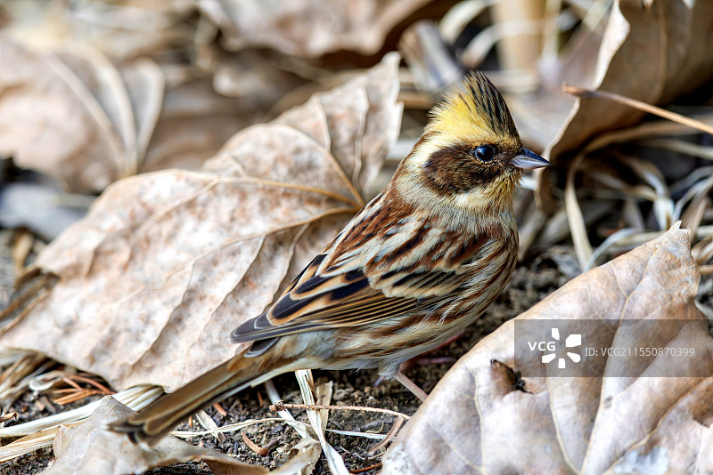 枯叶旁的黄喉鹀图片素材