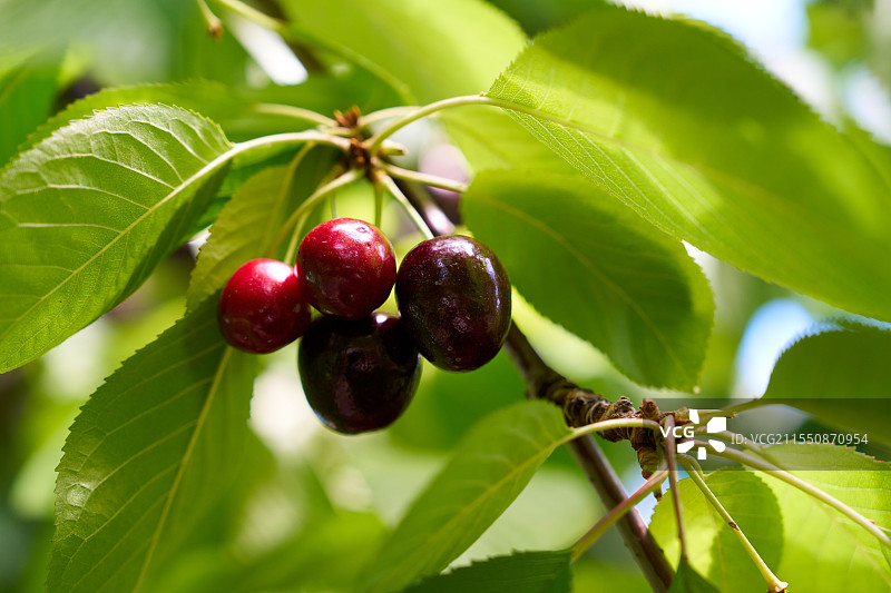 丰硕的樱桃收获图片素材