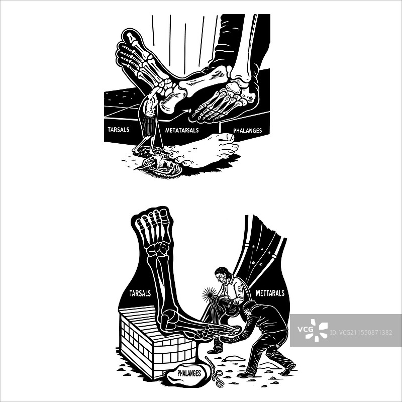 人类脚骨图片素材