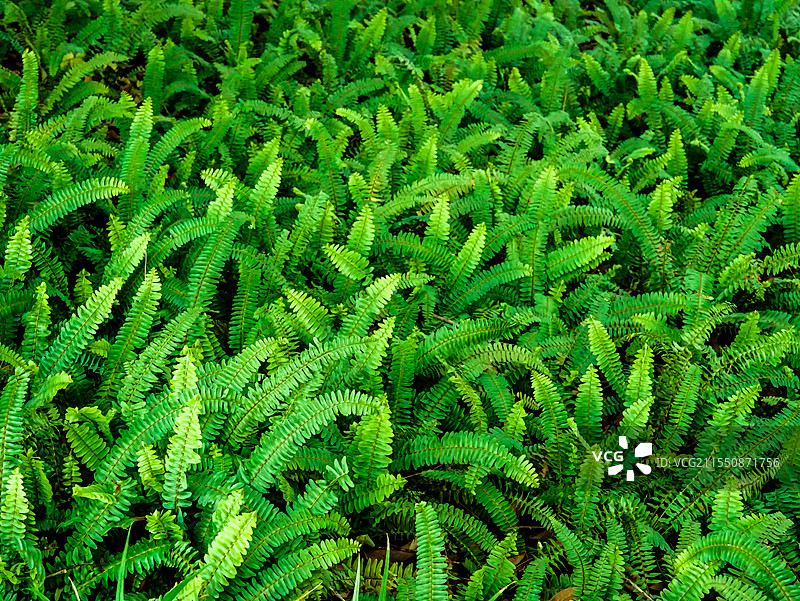 武汉东湖绿色图片素材