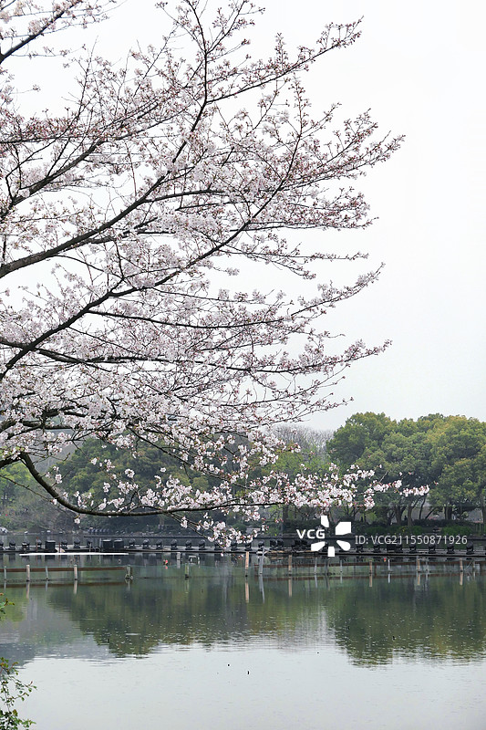 杭州曲院风荷图片素材