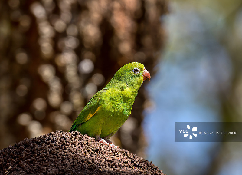 绿毛红喙鹦鹉图片素材