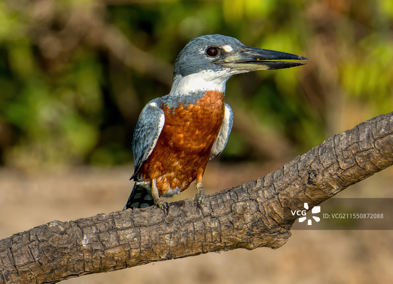 棕腹鱼狗图片素材